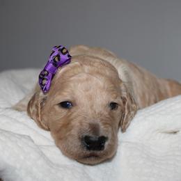 Opal - Cream female Goldendoodle puppy in Howard City, Michigan from Doodles and Chaos