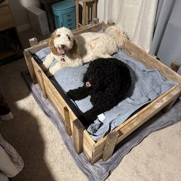 Goldendoodles from Magnolia Doodles co.