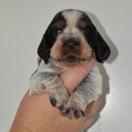 Carl Dean - Black white and tan male English Springer Spaniel puppy in Chapmansboro, Tennessee from Balthrop Bend Farms