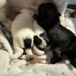 Oreo - Black and white male Coton de Tulear puppy in Woodstock, Georgia from Early Bird Kennels