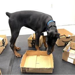 Jovi - Black and rust female Doberman Pinscher puppy in North Salt Lake, Utah from Lorelei Legends