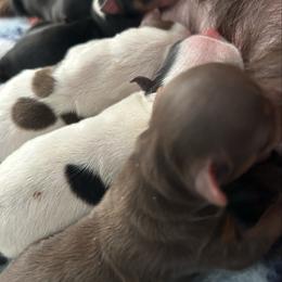 New family to name baby - Chocolate and tan male Yorkshire Terrier puppy in Virginia Beach, Virginia from Mary's Precious Yorkies