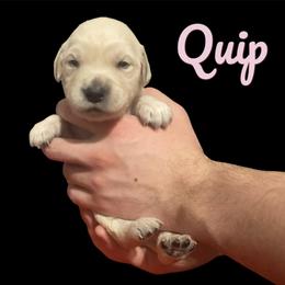 Quip - Golden female Golden Retriever puppy in Peoria, Arizona from Westwing Retrievers