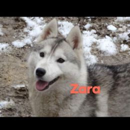 Zaya - Siberian Husky