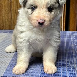Border Collie Puppies from Hounds of Rabbit Hill