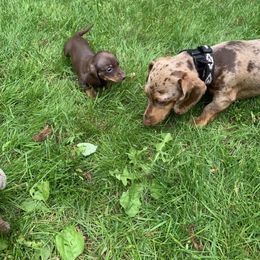 Dachshund Puppies from Salchi Dog miniature dachshunds