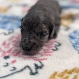 Burrito - Black and Tan Dapple - 3250 - Dapple female Dachshund puppy in Little Elm, Texas from HotDachs