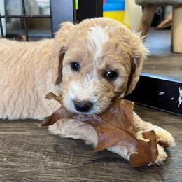 Goldendoodle and Golden Retriever Puppies from Magical Goldens