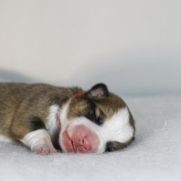 Boy 4 - Red Pembroke Welsh Corgi puppy in Roanoke, Alabama from Oak Leaf Circle Corgis