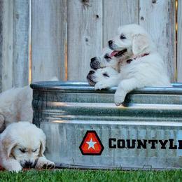 Golden Retriever Puppies from Trusted Valley Retrievers