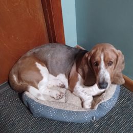Basset Hound puppies from Breashae's  Pups