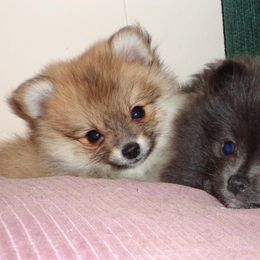 Pomeranians from Beth's Pomeranians