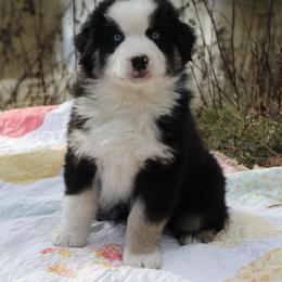 Hourglass - Black tri-color male Australian Shepherd puppy in Noxon, Montana from MITIN Aussies AKC Standard Australian Shepherds