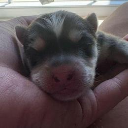 Gracie - Black and white female Pomsky puppy in Coatesville, Pennsylvania from Peaceful Pomskys