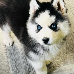 LJ Girl 4 - Black and white female Siberian Husky puppy in Monroe, Georgia from Beastly Beauties Huskies & Pomskies