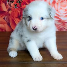 Promise - Blue merle female Australian Shepherd puppy in Fultonville, New York from Sandy Aussies & Pomeranians