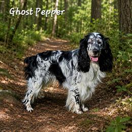 Ghost Pepper - English Springer Spaniel