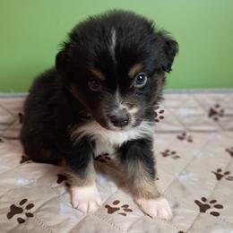 Hank (orange collar) - Black tri-color male Australian Shepherd puppy in Okeechobee, Florida from Rothsolid Aussies
