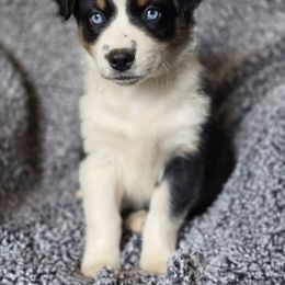 Girl 2 - Black tri-color female Australian Shepherd puppy in New Tazewell, Tennessee from D&D Australian Shepherds