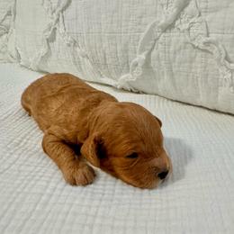 Waffles - Red male Cavapoo puppy in La Vernia, Texas from Texas Teddy Bears