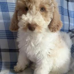 Heath - Parti male Goldendoodle puppy in Clementon, New Jersey from Gilder's Goldendoodles