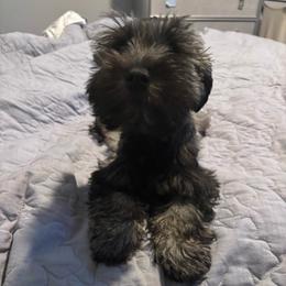 Pepper - Black and silver female Miniature Schnauzer puppy in Orlando, Florida from Dara's Miniature Schnauzers