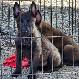 Belgian Malinois from Keith's Belgian Malinois