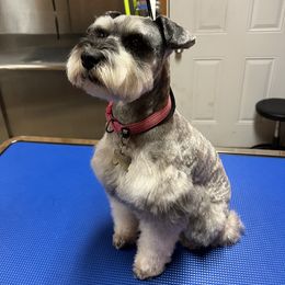 Sammy - Miniature Schnauzer