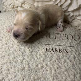 Harbin - Silver beige male Maltipoo puppy in Weatherford, Texas from Aprishew Maltipoo