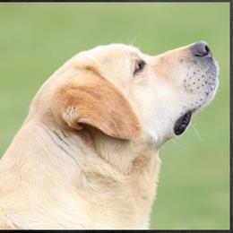 Labrador Retriever puppies from Briar Hill Labradors PA 12145