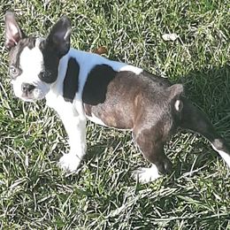 Boston Terriers from Terri's Boston Terriers