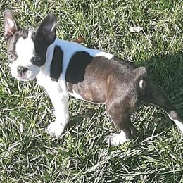 Boston Terriers from Terri's Boston Terriers