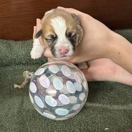 Faith - Red female Pembroke Welsh Corgi puppy in Delton, Michigan from CorGizmo