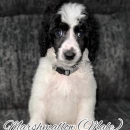 Marshmallow (Grey Collar) - Parti male Poodle puppy in League City, Texas from Chauffeured Poodles