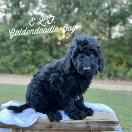 E. L. F. - Black male Goldendoodle puppy in Grove, Oklahoma from Guinn Family Farms