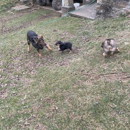 Australian Shepherd Puppies from Brick Church Aussies