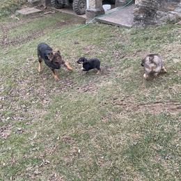 Australian Shepherd Puppies from Brick Church Aussies