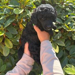 Pine - Black male Poodle puppy in Longview, Washington from Evergreen Miniature Poodles