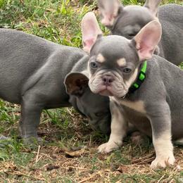 River-Lime Green - Liver male French Bulldog puppy in Palm Coast, Florida from Calypso Island French Bulldogs