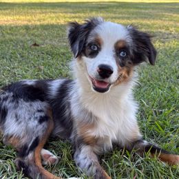 Hank - Blue merle male Miniature Australian Shepherd puppy in Taylorsville, Mississippi from Magnolia Aussies