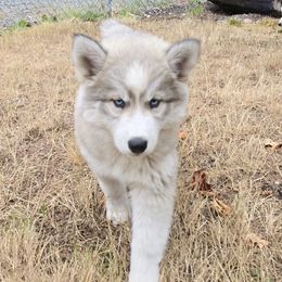 Bedford - AKC - White female Siberian Husky puppy in Auburn, Washington from Black Diamond Siberian Huskies