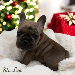 Stu Lou - Fawn male French Bulldog puppy in Hughesville, Maryland from Fox Run Farm