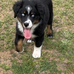Australian Shepherd Puppies from Kamm's Aussies