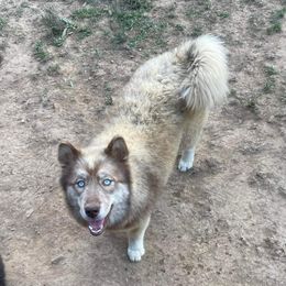 Siberian Husky All Grown Up from Snowangel  Huskies
