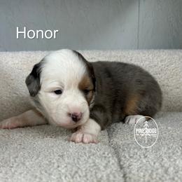 Girl 3 Honor - Blue merle female Miniature Australian Shepherd puppy in Bristow, Iowa from Pine Ridge Toy and Mini Aussies