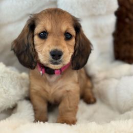 Rocket - Black and tan female Dachshund puppy in La Marque, Texas from For the Love of Doxens