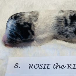 Goldendoodle Puppies from Goodland Doodles