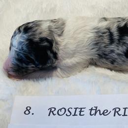 Goldendoodle Puppies from Goodland Doodles