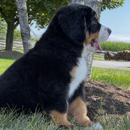 Bernese Mountain Dog and Pembroke Welsh Corgi Puppies from Highland Meadows