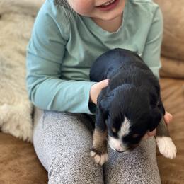 Bernese Mountain Dog Puppies from Bluffside Berners